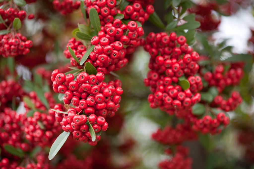 Red Pommes of firethorn Pyracantha