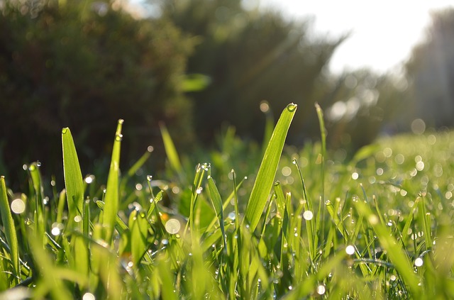 Grass Blades morning dew